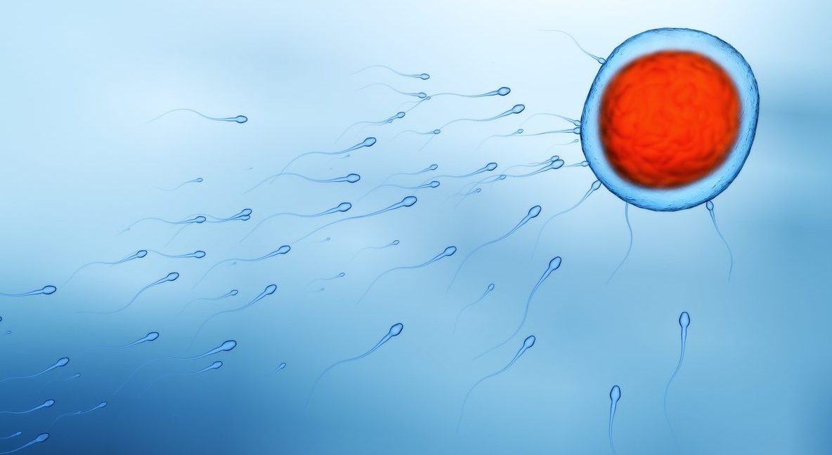 Healthy sperm for male fertility moving towards egg